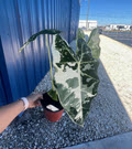 6" Alocasia Frydek Variegated